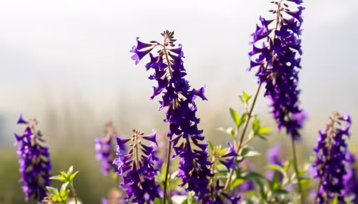 Lobelia wieloletnia